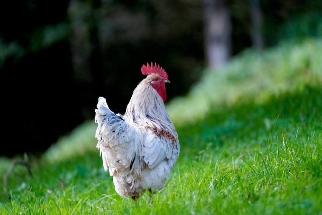 Backyard Chicken Basics: A Complete Beginner’s Guide